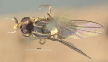 Media type: image;   Entomology 13346 Aspect: habitus dorsal view